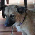 Keeshond, Klein