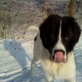 Op ene van de eerste sneeuwwandelingen met Fedor. Hij is een beetje nerveus, al helemaal met zo'n gek groot oog dat naar hem kijkt. Een mooi moment om te likken.