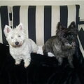 Cairn Terrier
