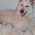 Zwitserse Witte Herder