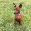 Dwergpinscher