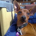 Dwergpinscher