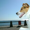 Boerenfox