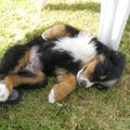Berner Sennenhond