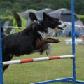 Australian Shepherd