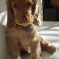 Engelse Cocker Spaniel