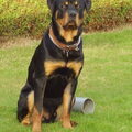Rottweiler