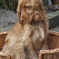 Engelse Cocker Spaniel