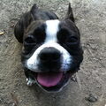 Boston Terrier