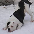 Amerikaanse Bulldog