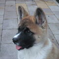 Amerikaanse Akita