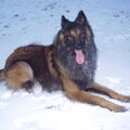 Tervuerense Herder