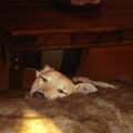 Greyhound