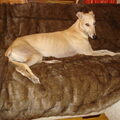 Greyhound
