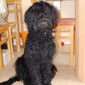 Portugese Waterhond