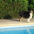 Australian Shepherd