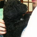 Barbet