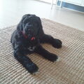 Barbet