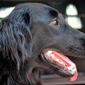 Flat Coated Retriever