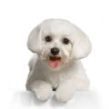 Maltezer