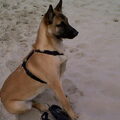 Mechelse Herder