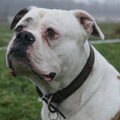 Amerikaanse Bulldog
