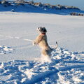 Irish Softcoated Wheaten Terriër