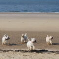 Irish Softcoated Wheaten Terriër