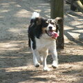 Boerenfox