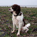 Engelse Springer Spaniel