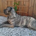 Dogo Canario