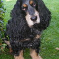 Engelse Cocker Spaniel