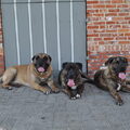 Dogo Canario