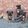 Dogo Canario