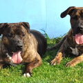 Dogo Canario