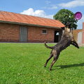Dogo Canario
