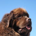 Newfoundlander