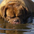 Bordeauxdog