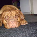 Bordeauxdog