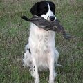 Engelse Springer Spaniel