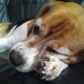 Beagle