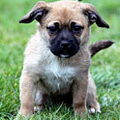 Jack Russell Terrier
