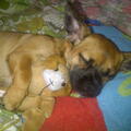 Jack Russell Terrier