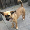 Jack Russell Terrier