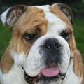 Engelse Bulldog