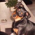 Dwergpinscher