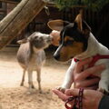 Naar de dierentuin geweest
