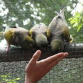 Naar de dierentuin geweest