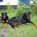 Beauceron