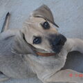 Fila Brasileiro